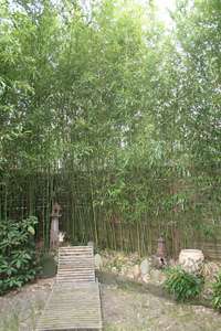 Bambus-Giessen: Phyllostachys bissetii - Ort: Giessen
