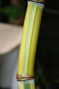 Bambus-Giessen: Halmansicht von Phyllostachys aureosulcata Spectabilis - Ort: Giessen