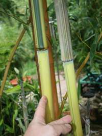 Bambus-Giessen: Detailansicht vom Halm und gr�nem Sulcus von Phyllostachys aureosulcata Spectabilis - Ort: Giessen