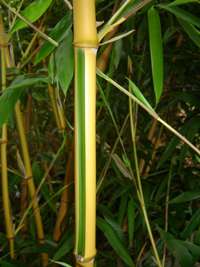 Bambus-Giessen: Phyllostachys bambusoides Castilloni - Detailansicht vom gelbem Halm mit gr�nem Sulcus - Ort: Giessen