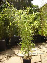 Bambus-Giessen: Phyllostachys Mannii H�he ca. 80 cm - Ort: Giessen