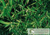 Bambus-Giessen: Ansicht der sattgr�nen Bl�tter von Phyllostachys Mannii - Ort: Giessen