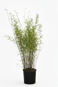 Produkt: Bambus-Giessen Bambus Fargesia Nitida - Black Pearl