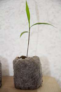Produkt: Bambus-Giessen Phyllostachys pubescens edulis - Moso - Riesenbambus