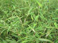 Bambus-Giessen: Phyllostachys bissetii - Ort: Giessen