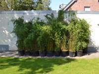 Bambus-Giessen: Fargesia jiuzhaigou Lieferhoehe 170 cm - Ort: Giessen