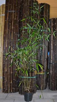 Bambus-Giessen: Phyllostachys atrovaginata - H�he 150 cm - Ort: Giessen