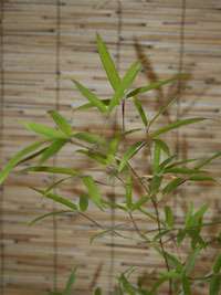 Produkt: Bambus-Giessen Phyllostachys decora