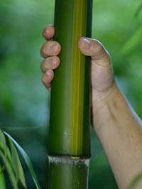 Bambus-Giessen: Aufnahme von Phyllostachys vivax huangwenzhu - Ort: Giessen