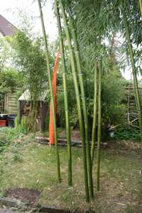Bambus-Giessen: Halmaustrieb von Phyllostachys vivax  - Ort: Giessen
