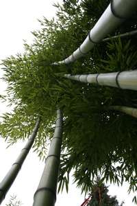 Bambus-Giessen: Detailansicht vom Phyllostachys vivax huangwenzhu - Ort: Giessen