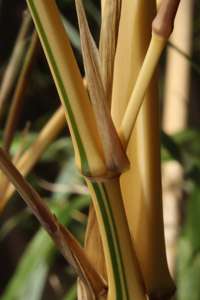 Bambus-Giessen: Detailansicht vom Halm Phyllostachys vivax aureocaulis - Ort: Giessen
