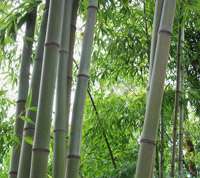 Bambus-Giessen: Bambushain von Phyllostachys Nigra Henonis - Ort: Giessen