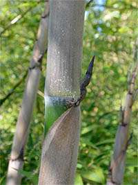 Bambus-Giessen: Halmaustrieb von Phyllostachys Nigra Henonis - Ort: Giessen