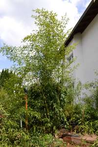 Bambus-Giessen: Phyllostachys aureosulcata Spectabilis - Ort: Giessen