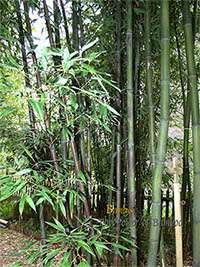 Bambus-Giessen: Bambushain mit Phyllostachys nigra Boryana - Ort: Giessen