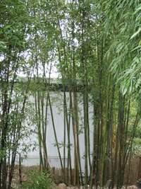 Bambus-Giessen: Bambushain Phyllostachys nigra Boryana - Ort: Giessen