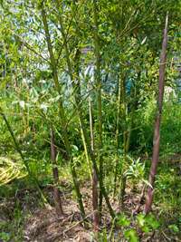 Bambus-Giessen: Phyllostachys parvifolia - Ort: Giessen