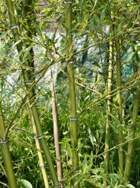 Produkt: Bambus-Giessen Phyllostachys parvifolia