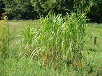 Bambus-Giessen: Miscanthus Riesen Chinaschilf - 2-j�hrig - Ort: Giessen