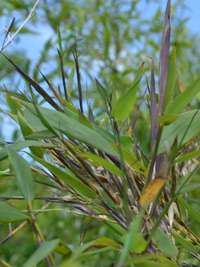 Bambus-Giessen: Phyllostachys arcana Luteosulcata Bl�te 2014 in der N�he von K�ln - Ort: Giessen