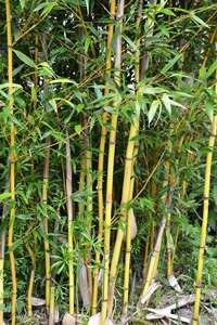 Bambus-Giessen: Phyllostachys aureosulcata Aureocaulis mit neuen Halmen - Ort: Giessen
