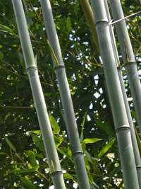 Bambus-Giessen: Phyllostachys aureosulcata alata - typische olivf�rbung der Halme - Ort: Giessen