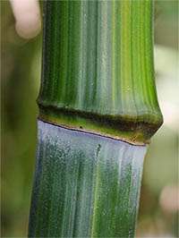 Produkt: Bambus-Giessen Phyllostachys aureosulcata harbin