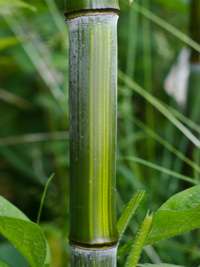 Bambus-Giessen: Detailansicht vom Bambushalm Phyllostachys aureosulcata harbin - Ort: Giessen