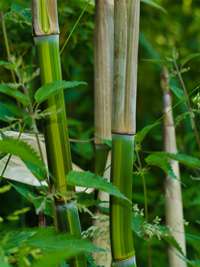 Bambus-Giessen: Phyllostachys aureosulcata harbin - Ort: Giessen