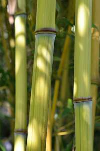 Produkt: Bambus-Giessen Phyllostachys aureosulcata Harbin Inversa