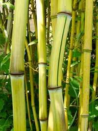 Bambus-Giessen: Phyllostachys aureosulcata Harbin Inversa - Ort: Giessen