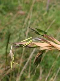 Bambus-Giessen: Detailansicht der Bambusbl�te 2014 von Phyllostachys kwangsiensis - Ort: Giessen