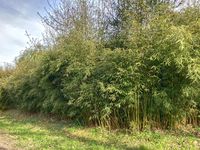 Bambus-Giessen: Fargesia robusta campbell - Hecke - Ort: Giessen