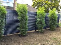 Bambus-Giessen: Fargesia robusta campbell - Neupflanzung - Ort: Giessen