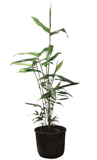 Bambus-Giessen: Phyllostachys pubescens Moso - 10 Liter Topf 100 cm - Ort: Giessen