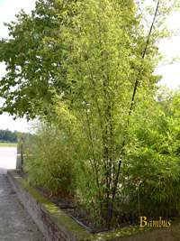 Bambus-Giessen: Bambushain von Phyllostachys Nigra Punctata - Ort: Giessen