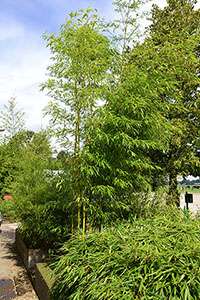 Bambus-Giessen: Halmaustrieb von Phyllostachys vivax aureocaulis - Ort: Giessen