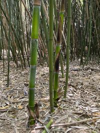 Bambus-Giessen: Halmaustrieb von Phyllostachys bambusoides  - Ort: Giessen