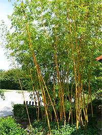 Produkt: Bambus-Giessen Phyllostachys vivax aureocaulis