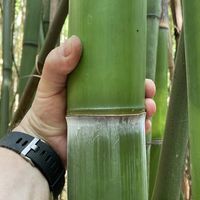 Bambus-Giessen: Frische Bambusstangen aus heimischem Anbau - nachhaltig & naturbelassen - Halmfarbe gr�n - Ort: Giessen