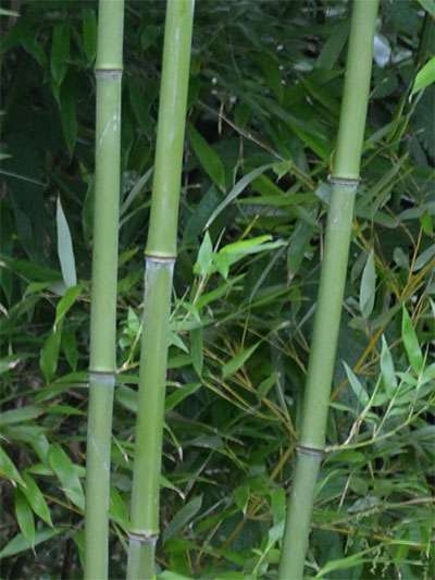 Bambus-Giessen: Halmansicht von Phyllostachys bissetii - Ort: Giessen