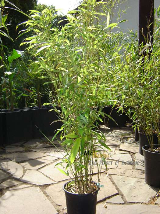 Bambus-Giessen: Phyllostachys Mannii H�he ca. 80 cm - Ort: Giessen