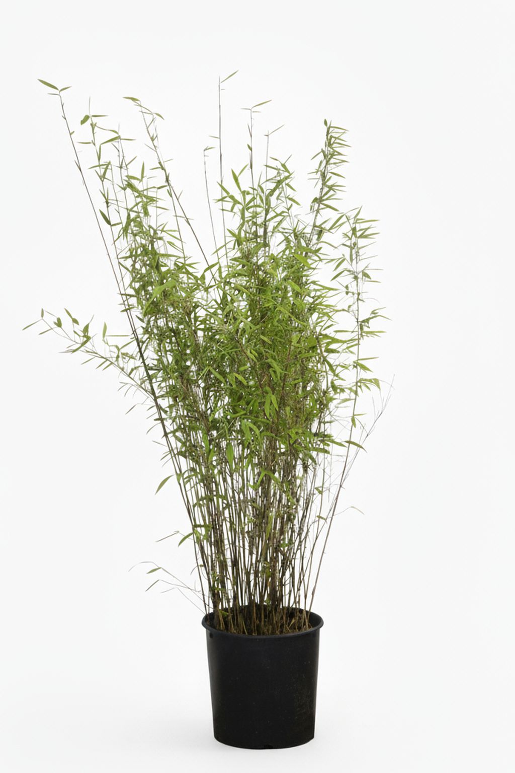 Bambus-Giessen: Bambus Fargesia Nitida - 15 Liter - 120 cm - Ort: Giessen