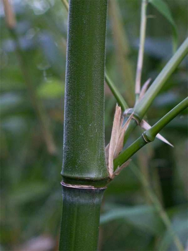 Bambus-Giessen: Halmdetail von Phyllostachys viridiglaucescens mit der typischen Bemehlung - Ort: Giessen