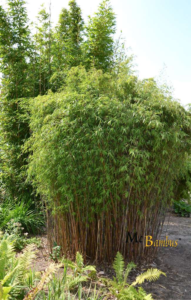 Bambus-Giessen: Fargesia jiuzhaigou Hain - Jade Bambus - Ort: Giessen