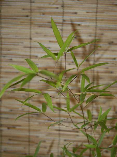 Bambus-Giessen: Phyllostachys decora - Ort: Giessen