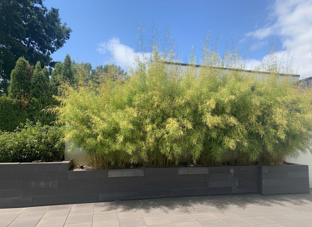 Bambus-Giessen: Fargesia robusta campbell - Hecke - Ort: Giessen