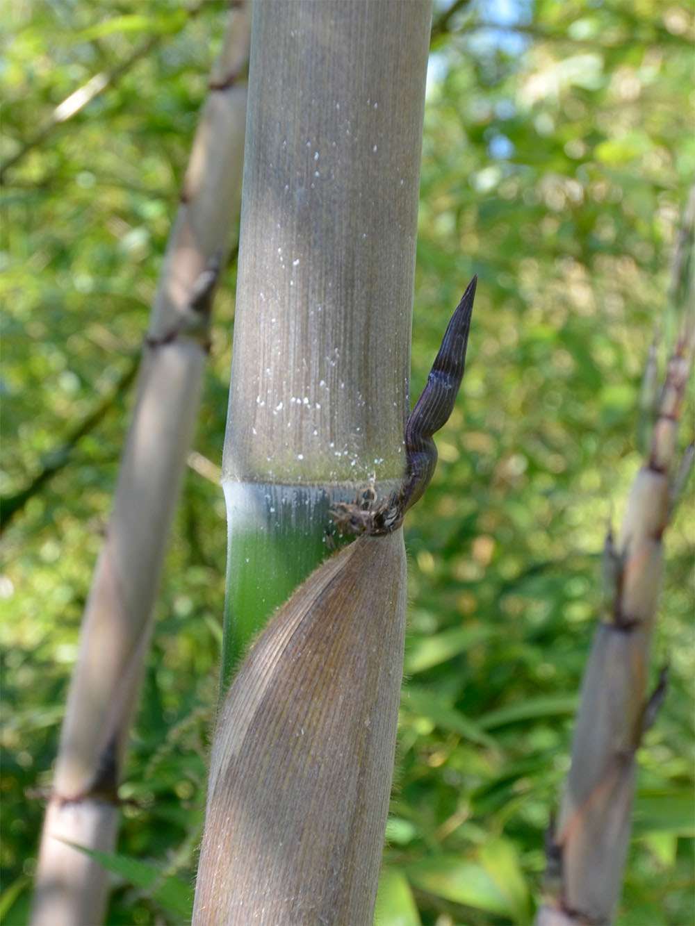 Bambus-Giessen: Halmaustrieb von Phyllostachys Nigra Henonis - Ort: Giessen