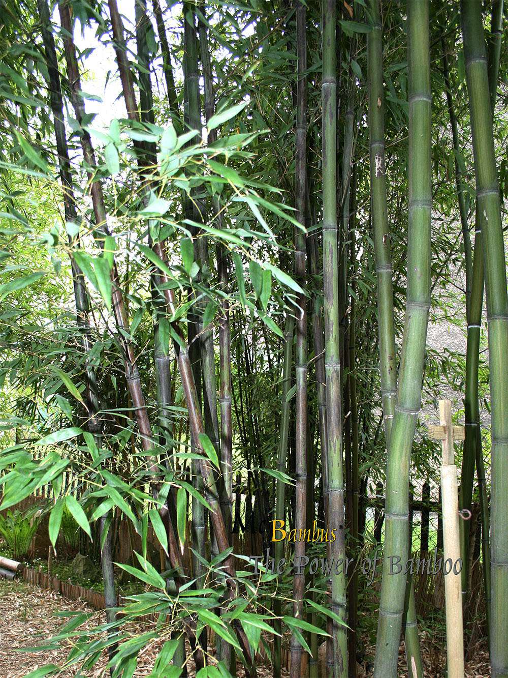 Bambus-Giessen: Bambushain mit Phyllostachys nigra Boryana - Ort: Giessen
